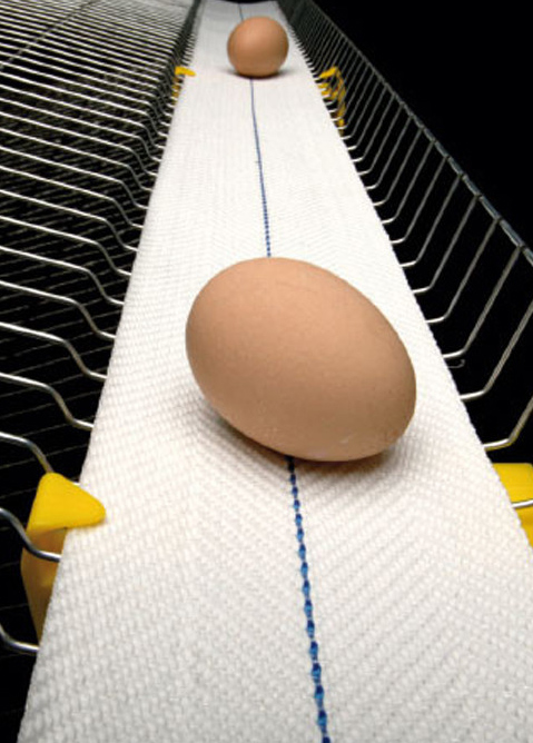 Egg Belts
